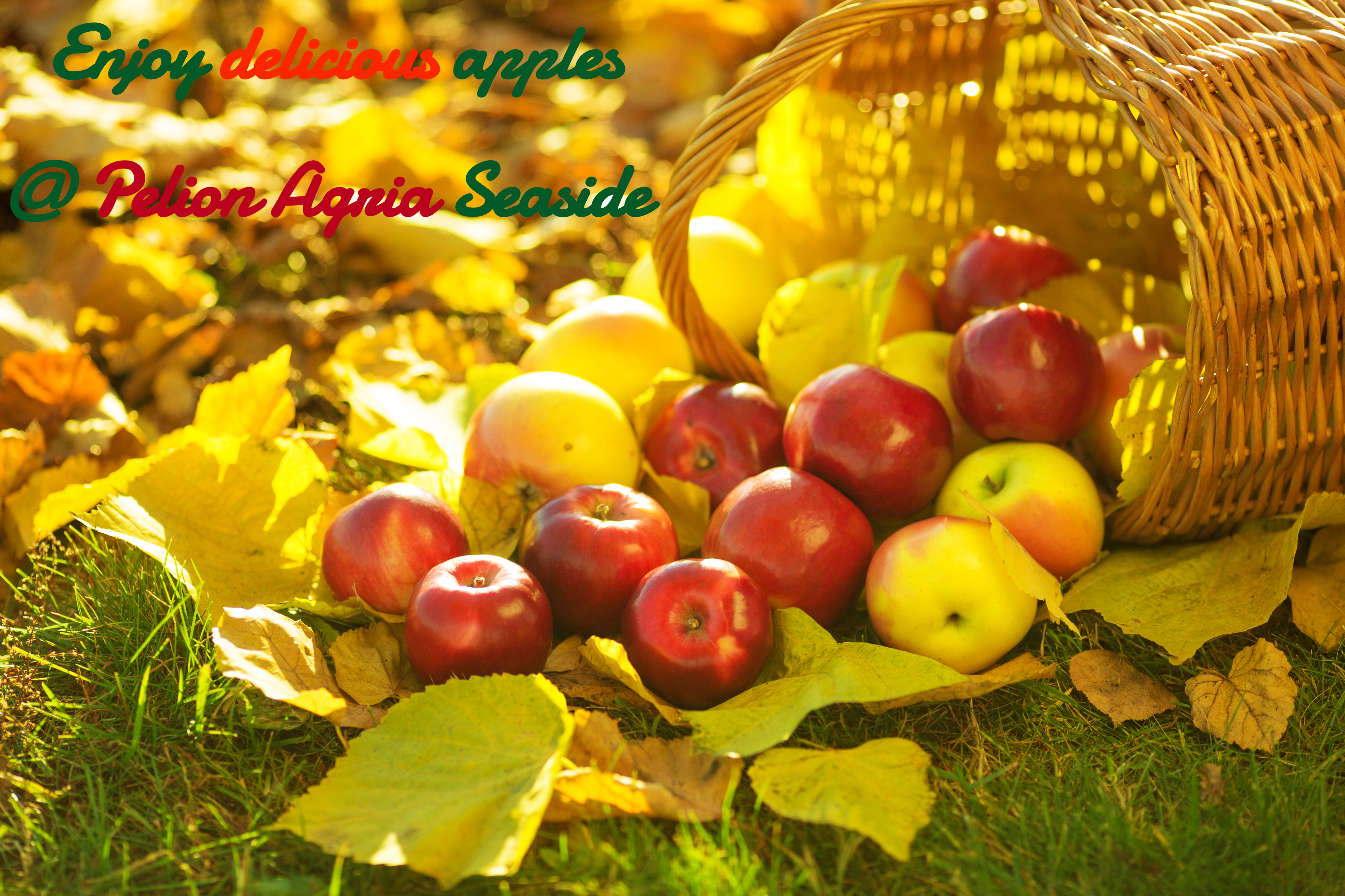 Enjoy nature and various apples @ Pelion Agria Seaside; Will you miss it? Choose your favourite @ https://zagorin.gr/en/apples/ #PelionAgriaSeaside #healtyfood #fruits #summer #Greece
